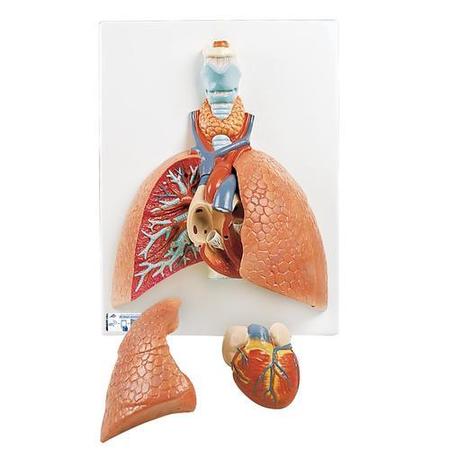 3B SCIENTIFIC Lung Model with larynx, 5 part - w/ 3B Smart Anatomy 1001243